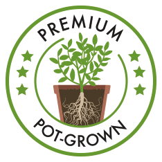 Saterplant Seal of Quality - Premium Pot Grown