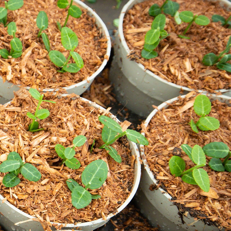 Saterplant - Unsere Pflanzen sind im Topf gewachsen – für ein gesundes Wurzelsystem.
