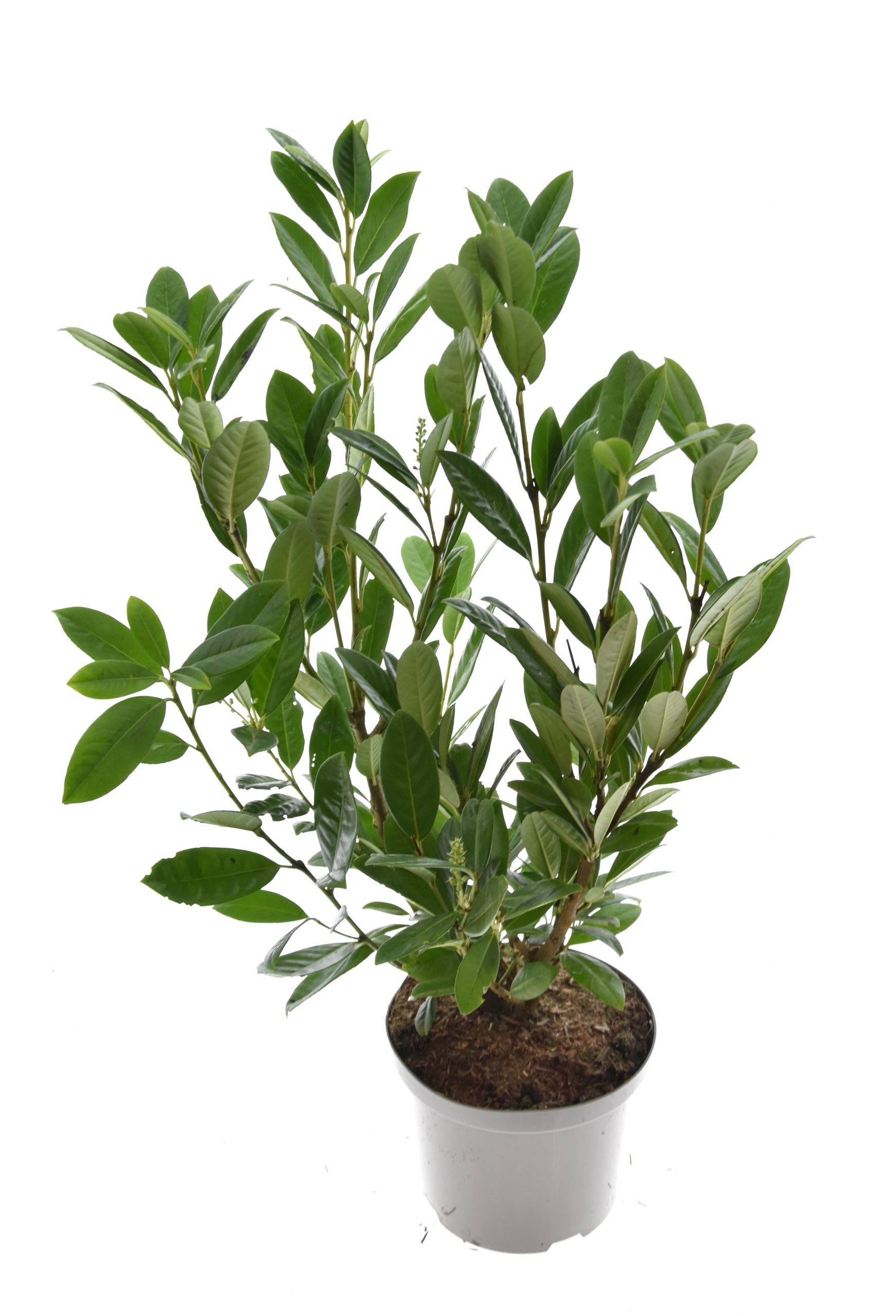Saterplant Heckenpflanzen - Kirschlorbeer 'Novita' - Prunus laurocerasus ‚Novita‘